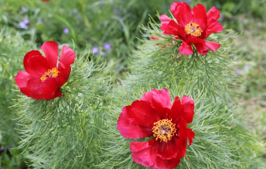 Пион Воронец