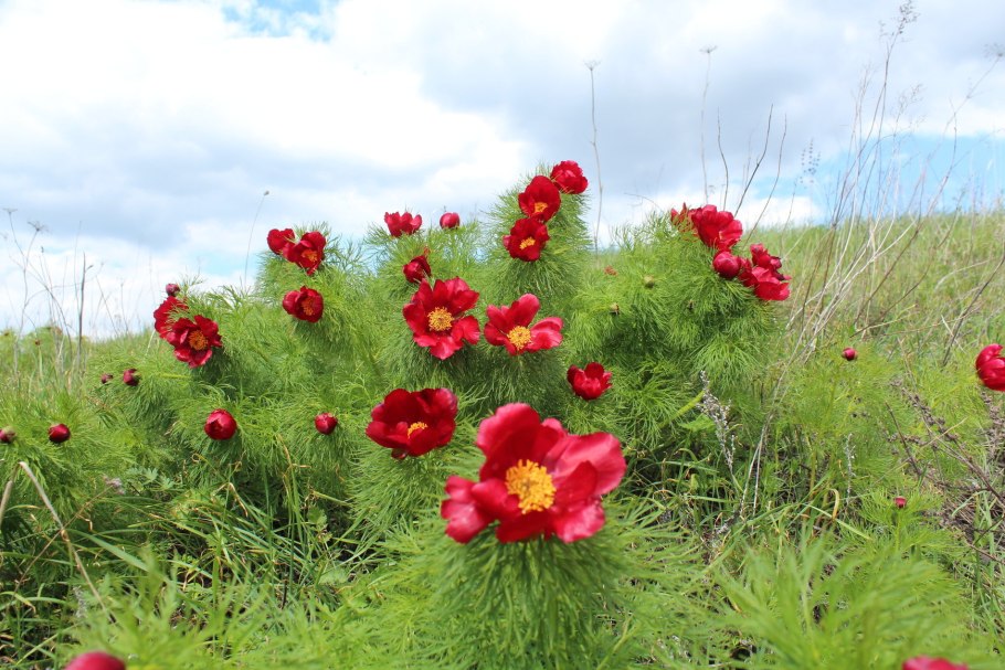 Пион тонколистный махровый
