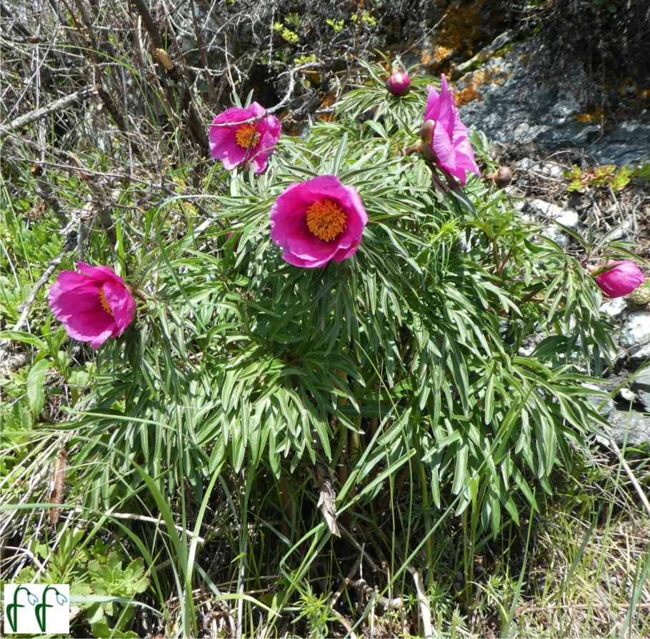 Пион Степной отростки