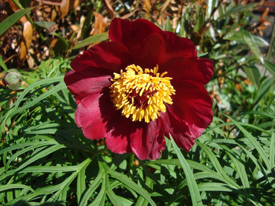 Пион hybrida Степной