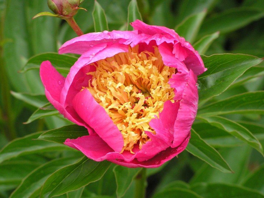 Пион промежуточный Степной