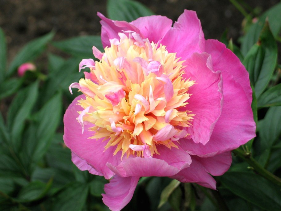 Пион rubra Plena