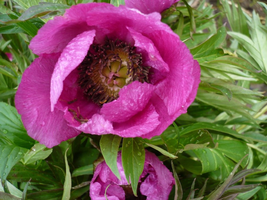 Пион тонколистный Степной