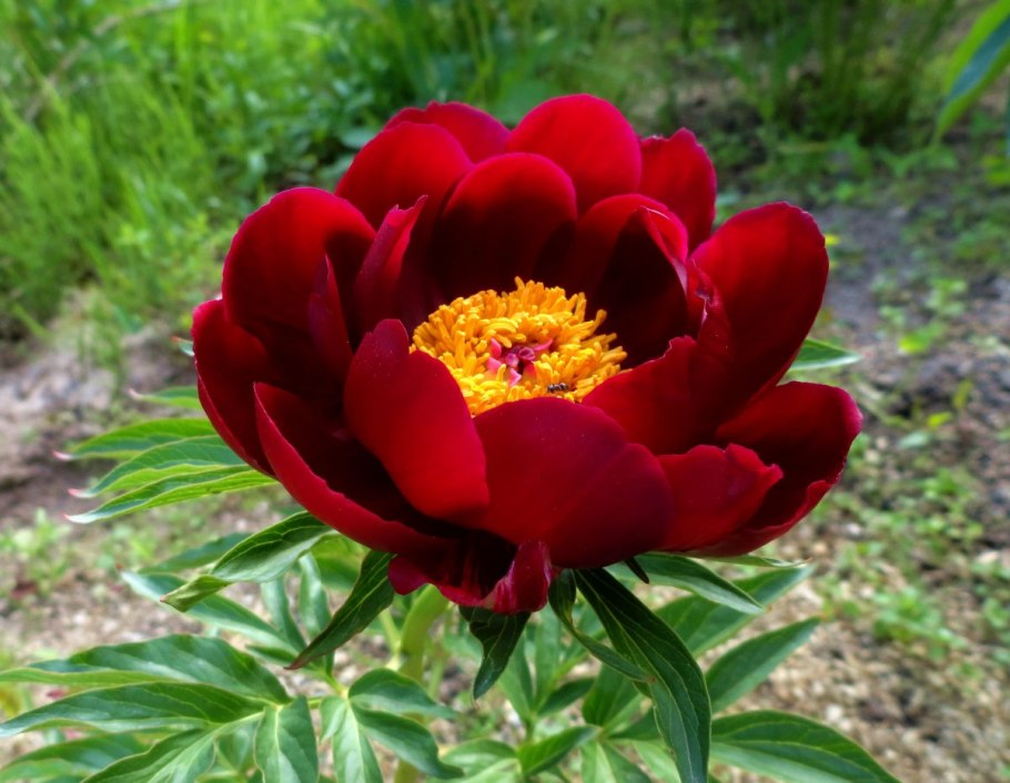 Пион Степной