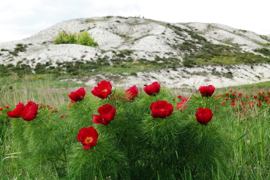 Пион тонколистный Воронец