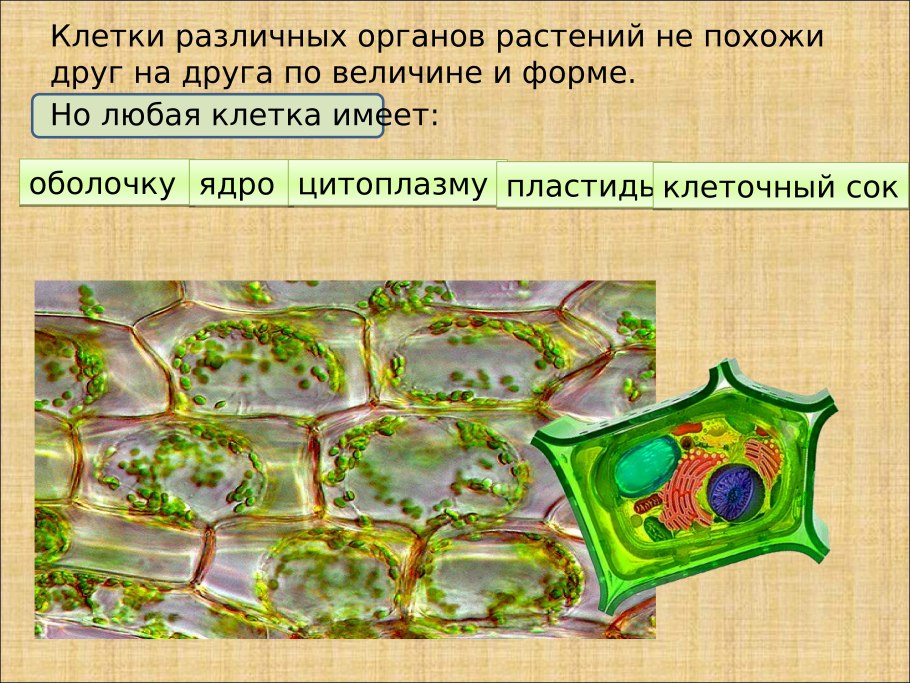 Различные клетки растений