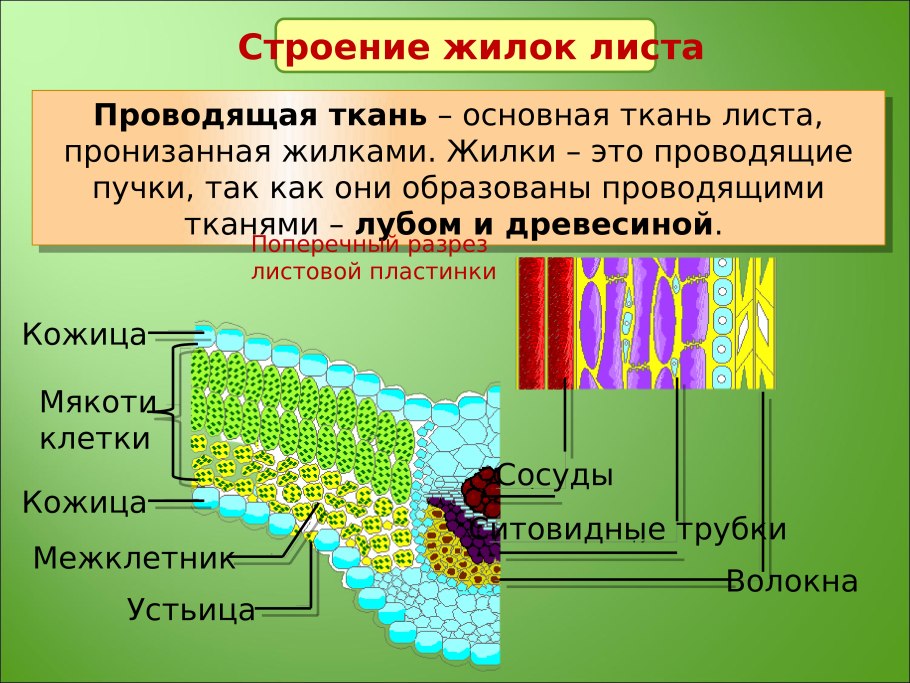 Фотосинтезирующая ткань листа элодеи