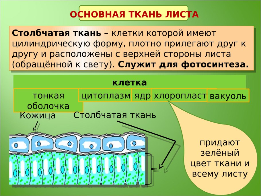 Поперечный срез листа строение