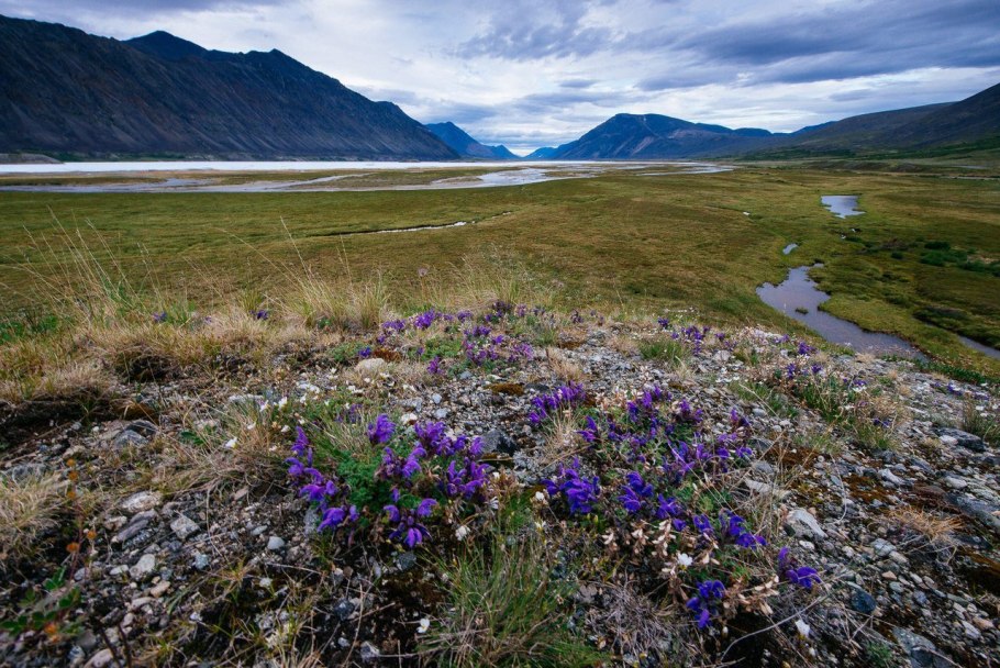 Гвоздичные в тундре