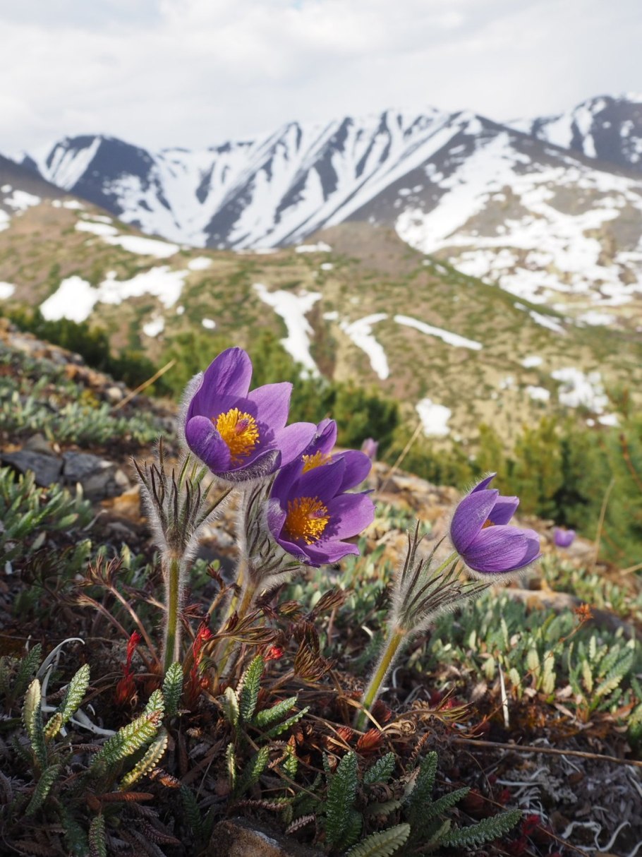 Остров Врангеля Флора
