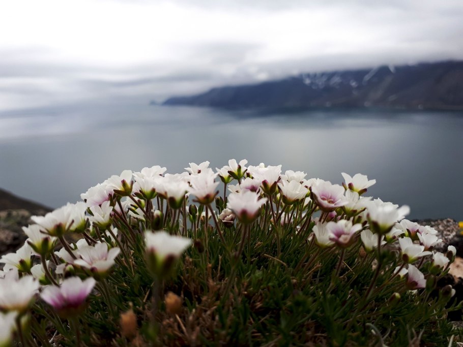 Диапенсия Лапландская