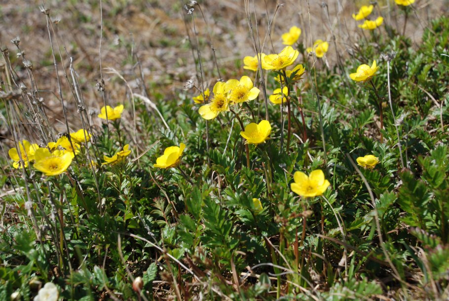 Красивые растения в тундре