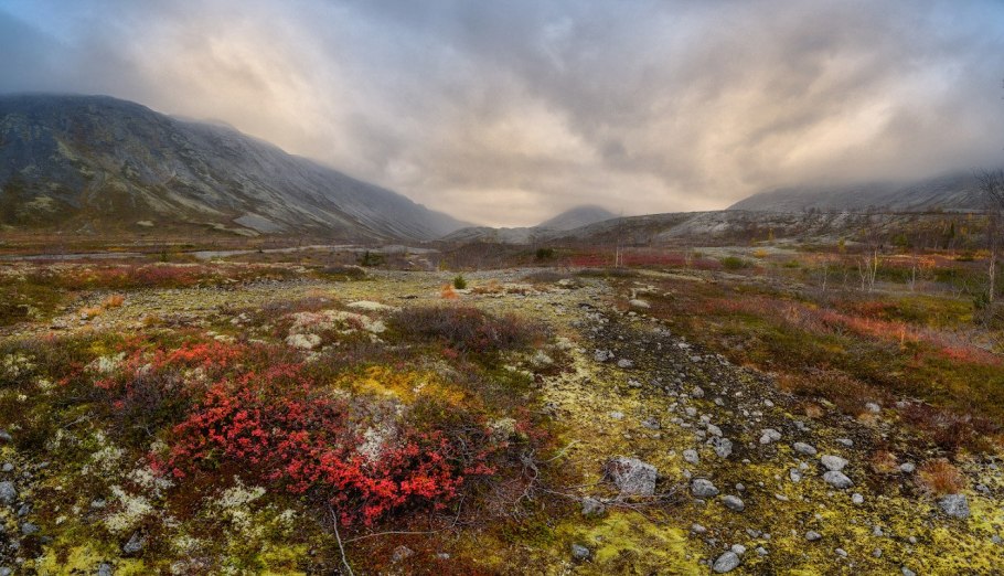 Остров Врангеля Флора