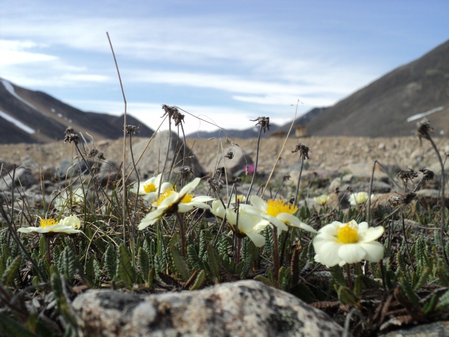 Чукотский рододендрон