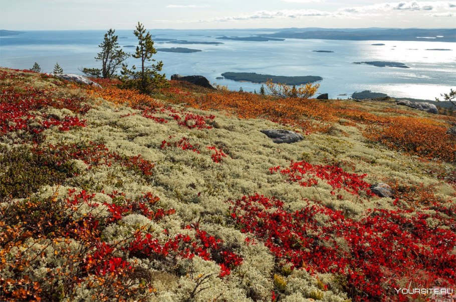 Арника Дальний Восток