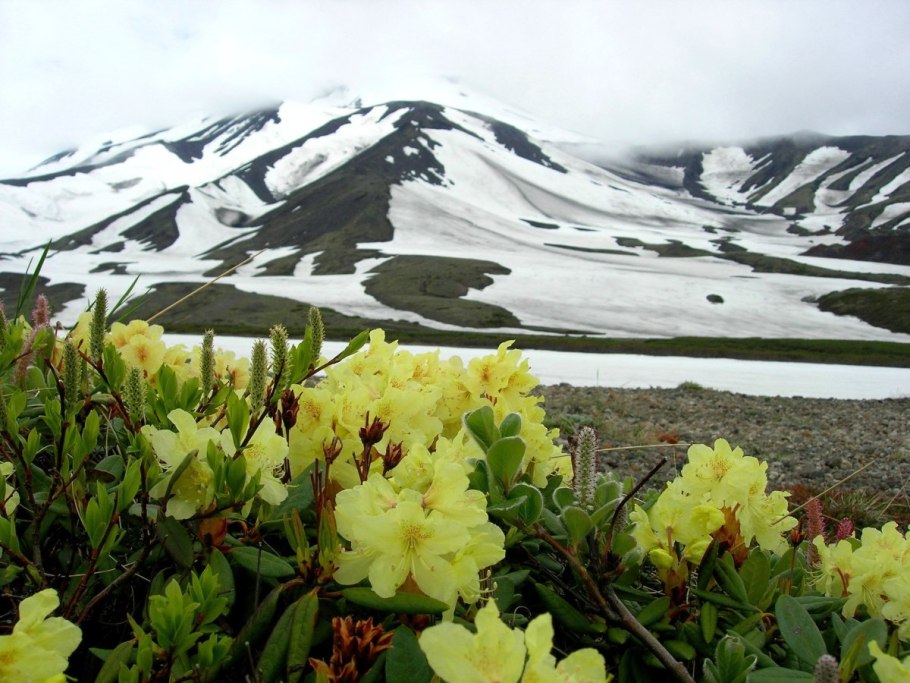 Багульник болотный Ямал
