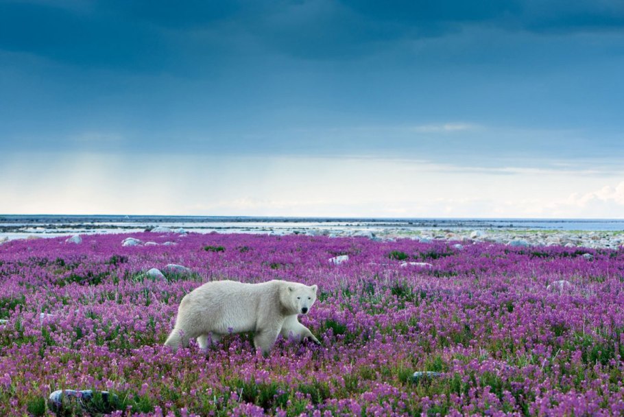 Горный массив сальные тундры