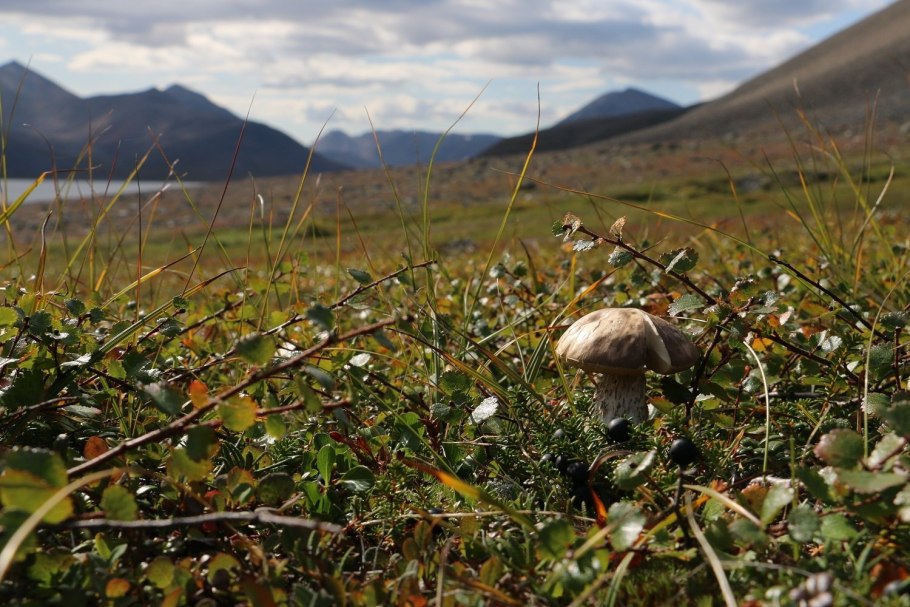 Тундра Полярный Урал