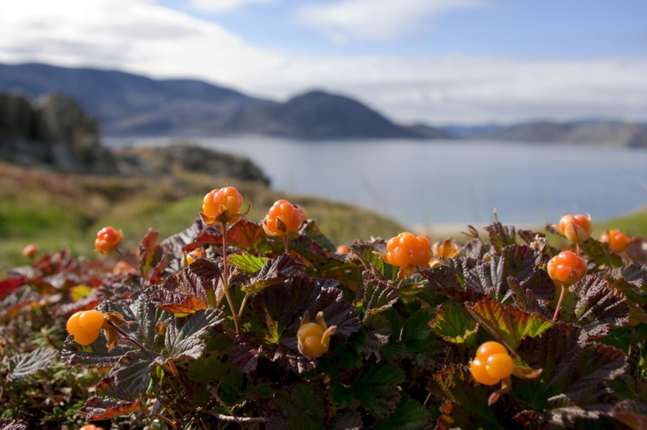 Заповедник остров Врангеля Флора