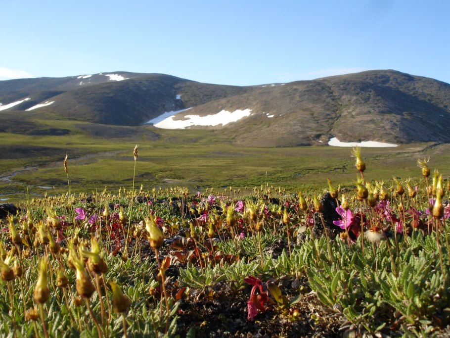 Полярный Мак подушковидный