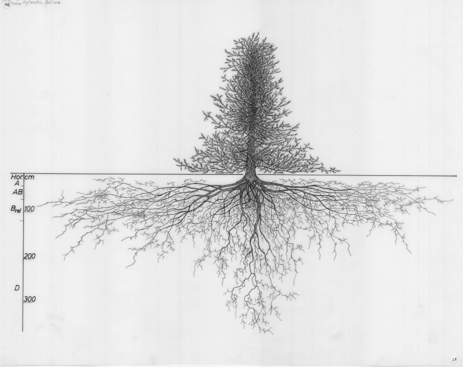 Корни елки