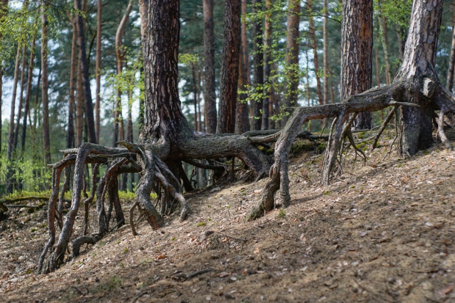 Корни сосны