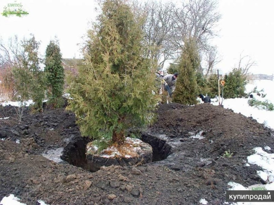 Корни сосны