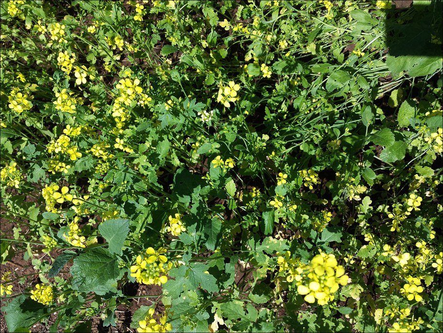 Горчица сидерат брокколи цветет