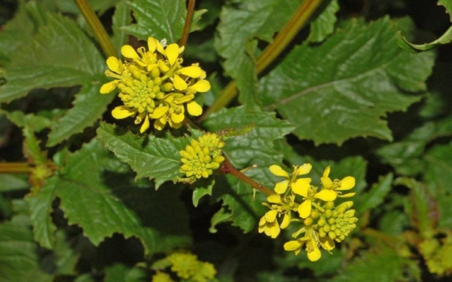 Горчица белая Sinapis Alba