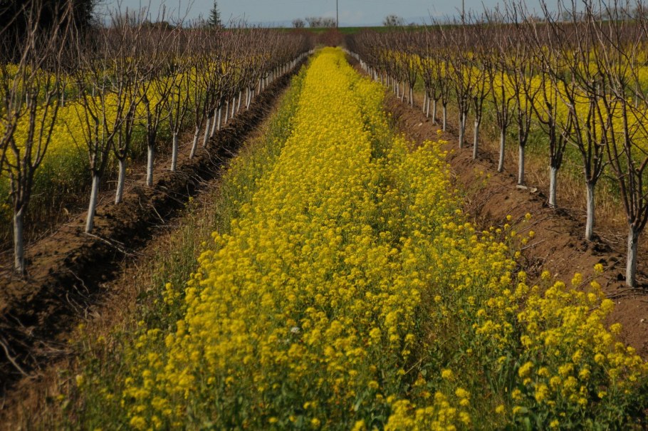 Горчица почвопокровные