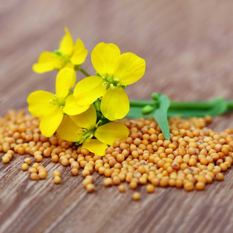 Черная горчица (Brassica nigra Koch)
