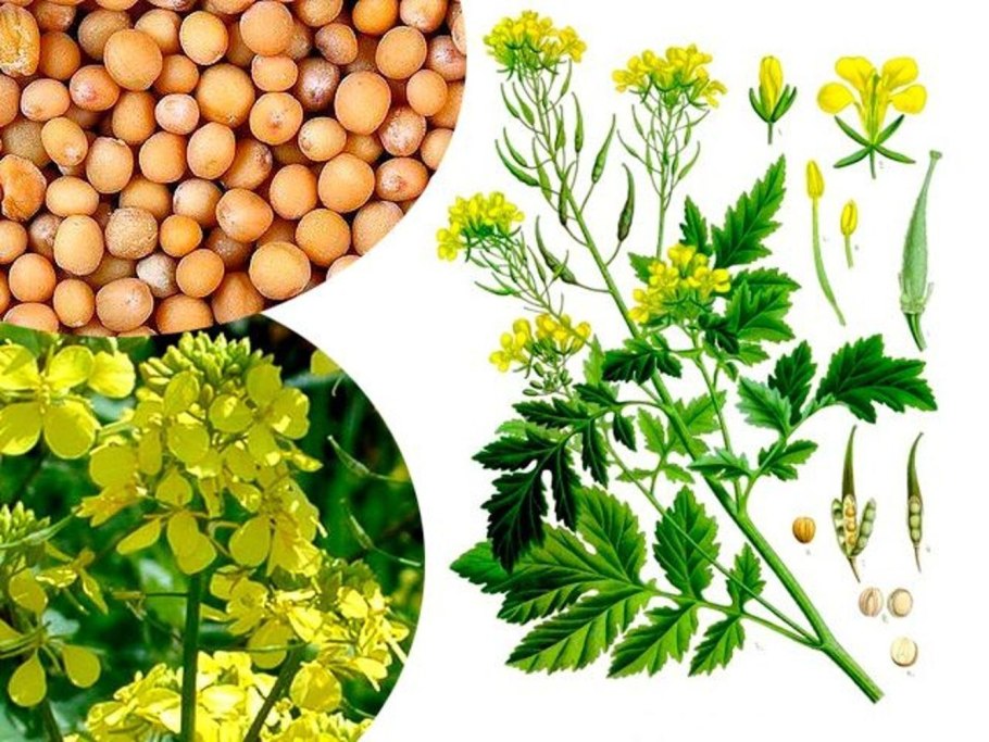 Чесночная горчица растение