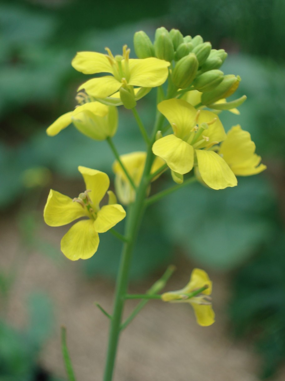 Горчица сарептская листья