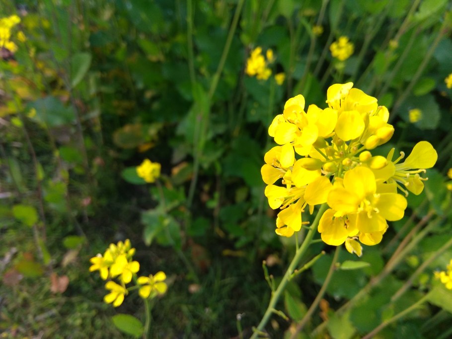 Рыжик мелкоплодный