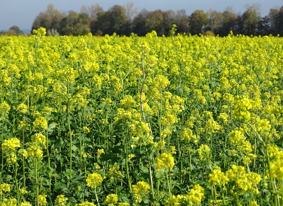 Куст горчицы