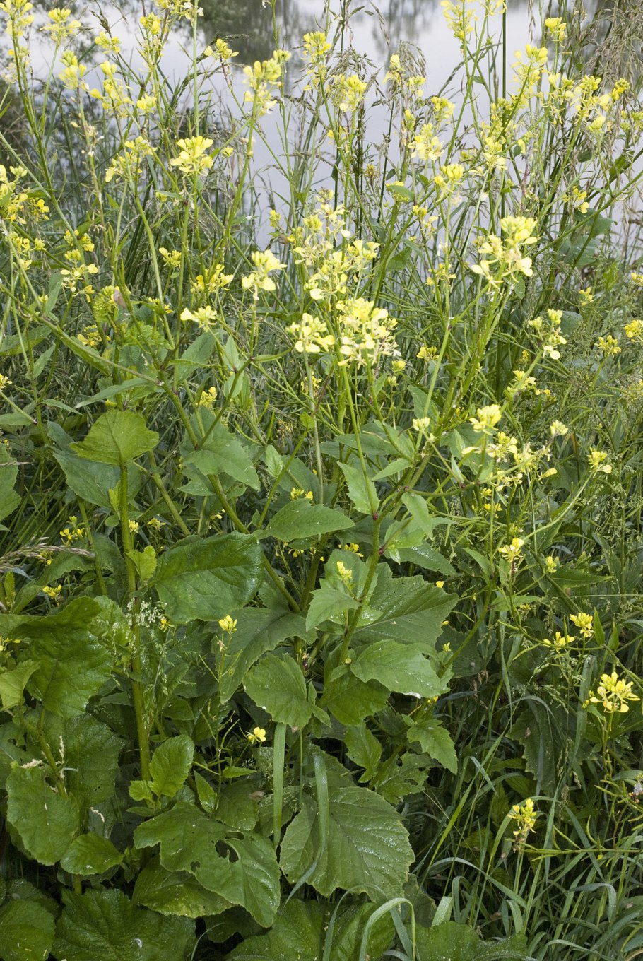 Горчица растение