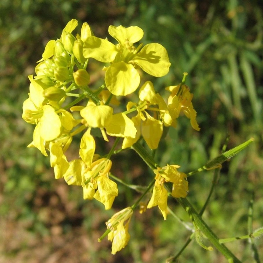 Капуста сурепица рапс