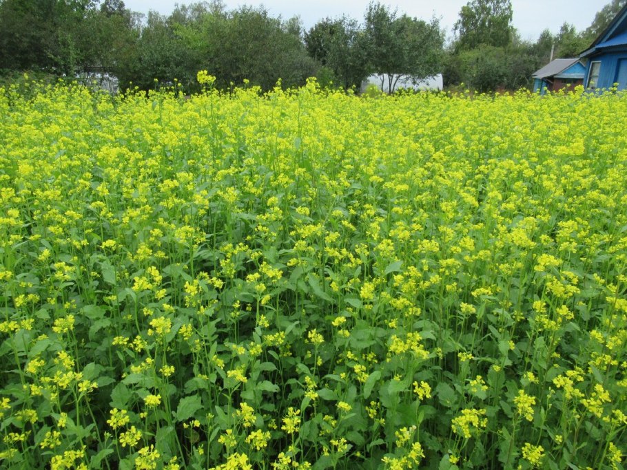Рапс полевой