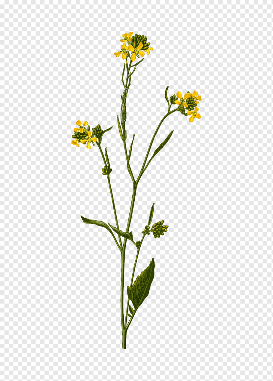 Сидераты Вика рапс