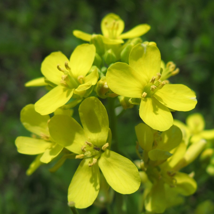 Горчица сарептская (Brassica juncea l.)