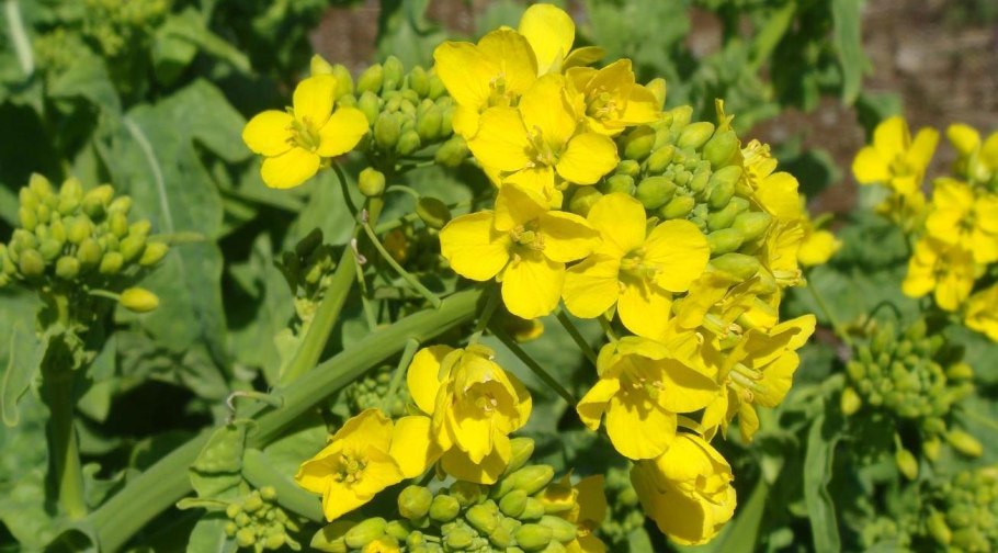 Однолетние растения сидераты