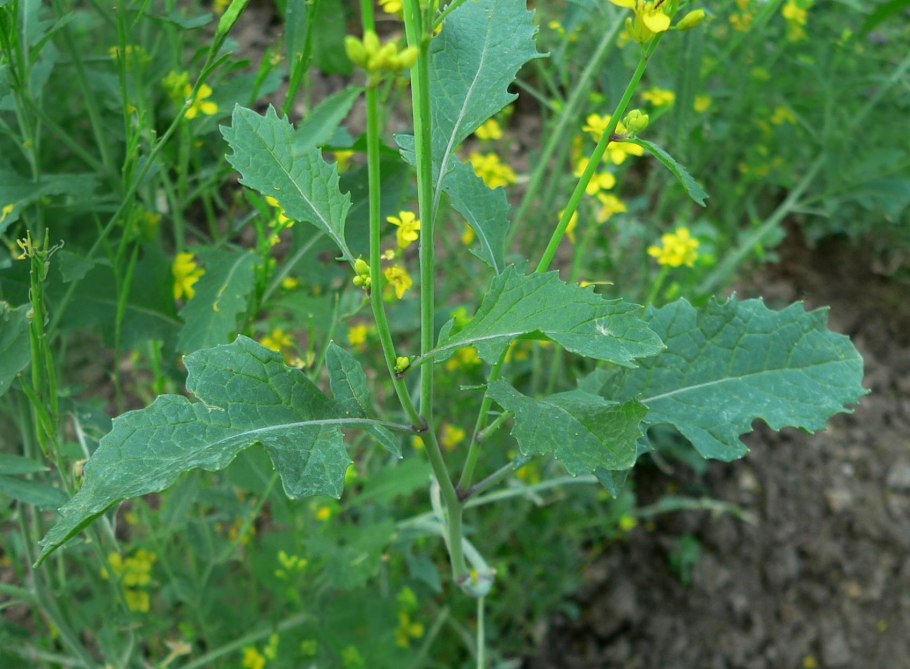 Brassica Rapa l.