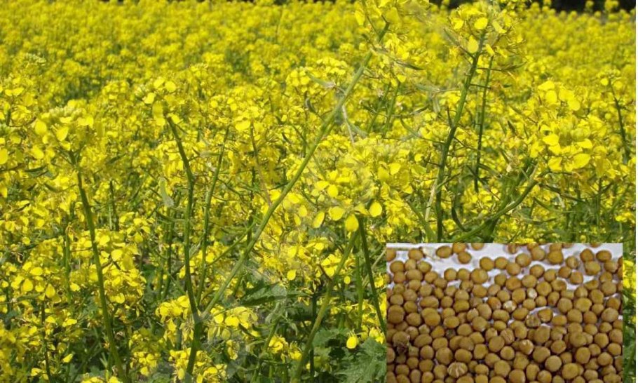 Желтый цветок который цветет вечером