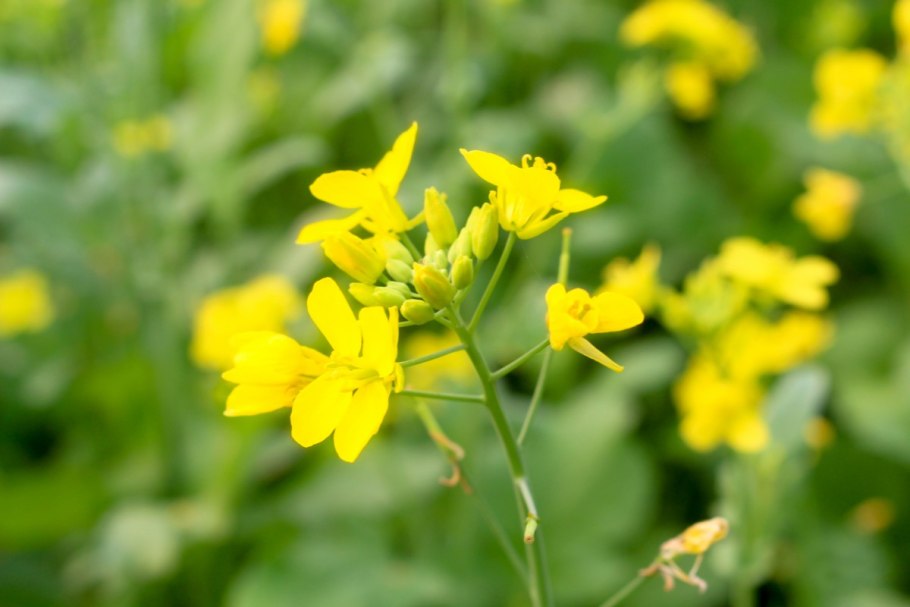 Горчица сарептская brassica juncea