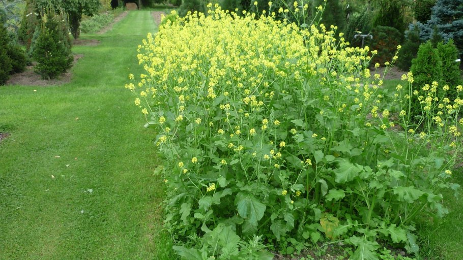 Brassica Rapa (field Mustard)