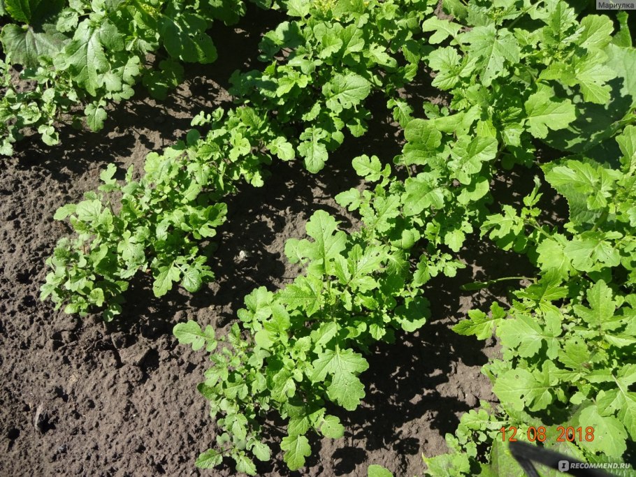 Сидераты горчица белая Радуга