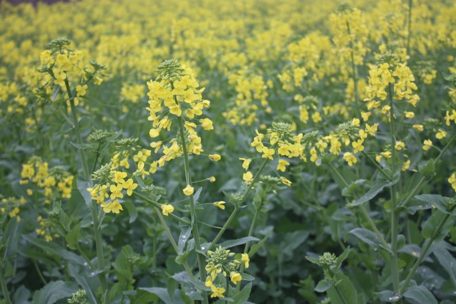 Горчица на клумбе