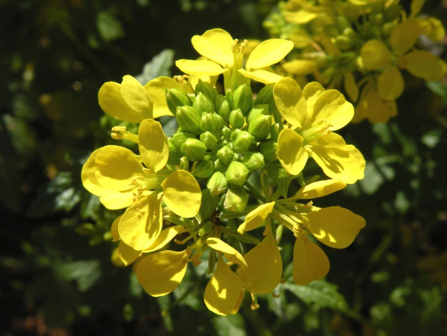 Горчица растение