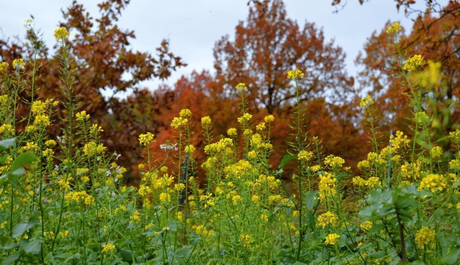 Куст горчицы