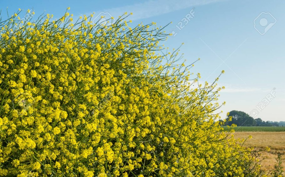 Горчица растение